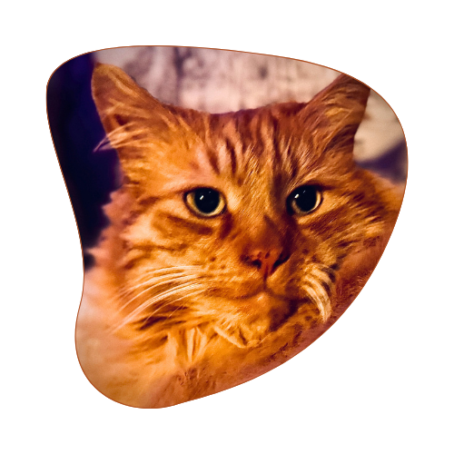 Olly - Leanne's cat